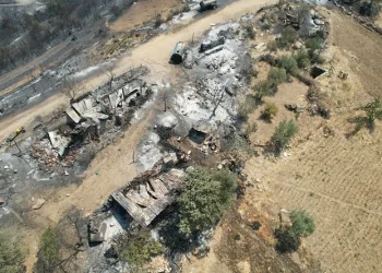 Manisa’daki orman yangınında acı tablo