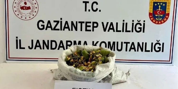Fıstık hırsızlığına jandarmadan suçüstü