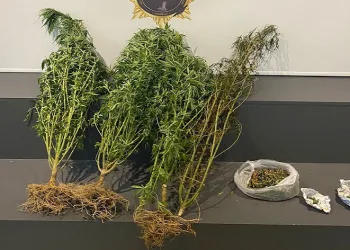 Evinde esrar ele geçirilen şahıs tutuklandı