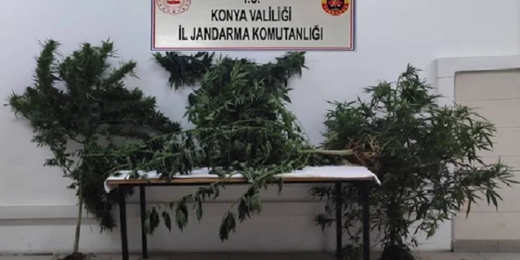Jandarmadan uyuşturucu operasyonu: 5 gözaltı