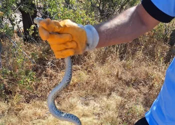 Kazı alanında sürpriz misafir:Küpten yılan çıktı