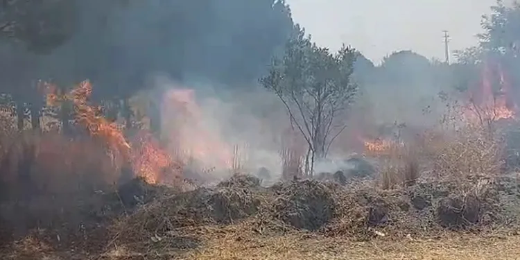 Otluk alanda çıkan yangın ormana ulaşmadan söndürüldü