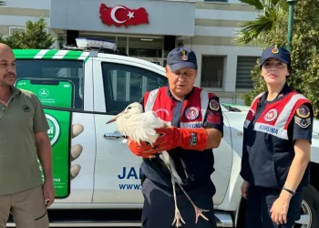Osmaniye’de cami minaresinde mahsur kalan yaralı leylek kurtarıldı