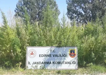 Edirne’de tarlada 159 bin kök kenevir ele geçirildi