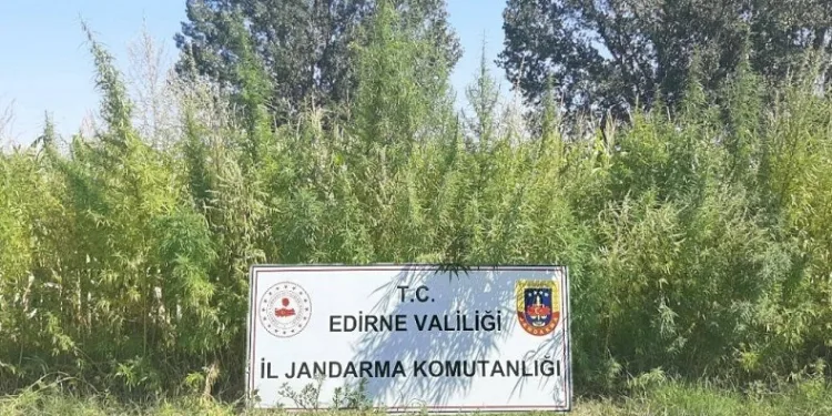 Edirne’de tarlada 159 bin kök kenevir ele geçirildi