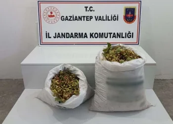 Gaziantep’te 515 kilo Antep fıstığı çalan 2 şüpheli suçüstü yakalandı