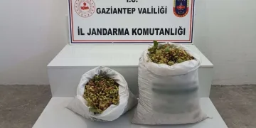 Gaziantep’te 515 kilo Antep fıstığı çalan 2 şüpheli suçüstü yakalandı