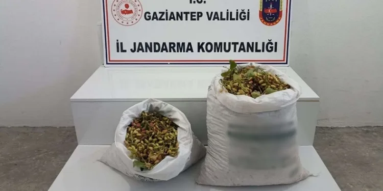 Gaziantep’te 515 kilo Antep fıstığı çalan 2 şüpheli suçüstü yakalandı