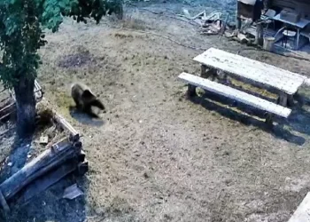 Gündüz vakti bahçeye giren ayı sebzeleri talan etti