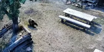 Gündüz vakti bahçeye giren ayı sebzeleri talan etti