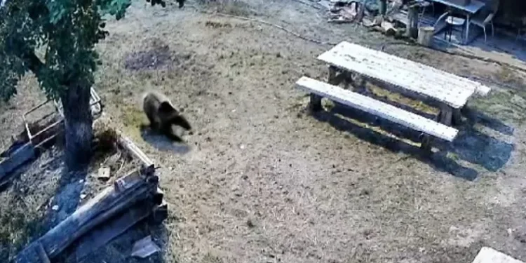 Gündüz vakti bahçeye giren ayı sebzeleri talan etti