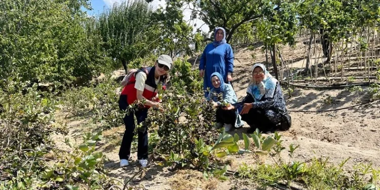 Kütahya’da ahududu üreticisi kadınlar Bursa Tarım İşletmesinde