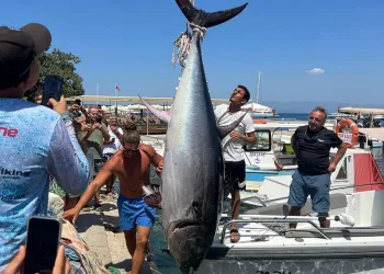 Bodrum’da 370 kiloluk orkinos yakalandı