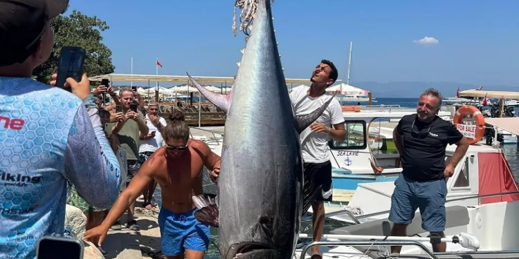 Bodrum’da 370 kiloluk orkinos yakalandı
