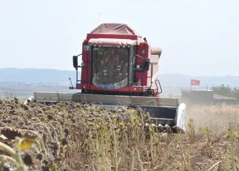 Keşan’da ayçiçeği hasadı başladı