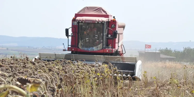 Keşan’da ayçiçeği hasadı başladı