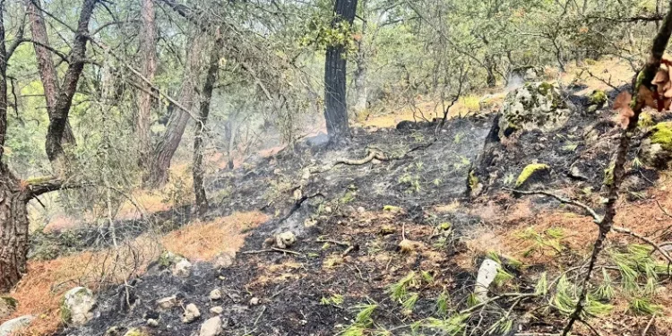Yıldırım kaynaklı orman yangınına, havadan ve karadan müdahale