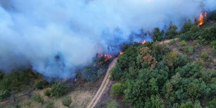 Bursa İznik’te orman yangını