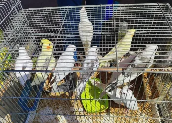 Kaçak papağan operasyonu