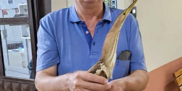 Nesli tükenmek üzere olan balaban kuşu bulundu