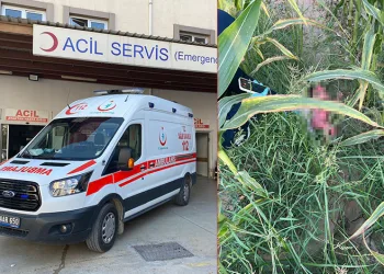 Mısır tarlasında yeni doğmuş bebek bulundu