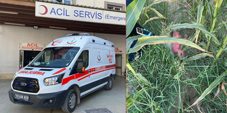 Mısır tarlasında yeni doğmuş bebek bulundu