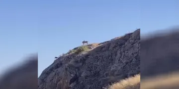 Dağ keçileri Harput’ta görüntülendi