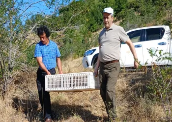 Elazığ’da doğaya keklik salımı gerçekleştirildi