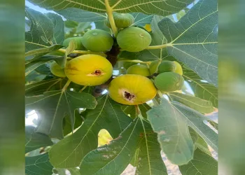 Sıcaklar incir sezonunu öne çekti
