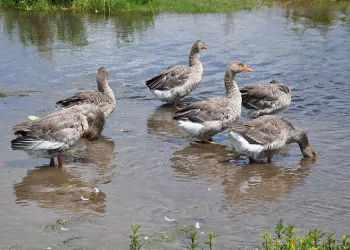 Kars kazları besiye alındı