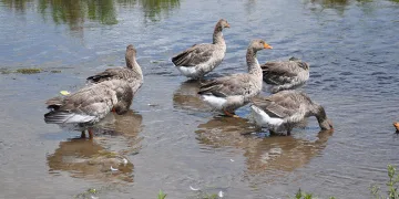 Kars kazları besiye alındı