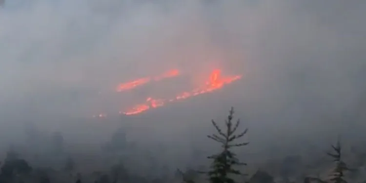Afşin’de orman yangını