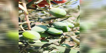 Zeytin üreticilerine “ilaçlama” çağrısı