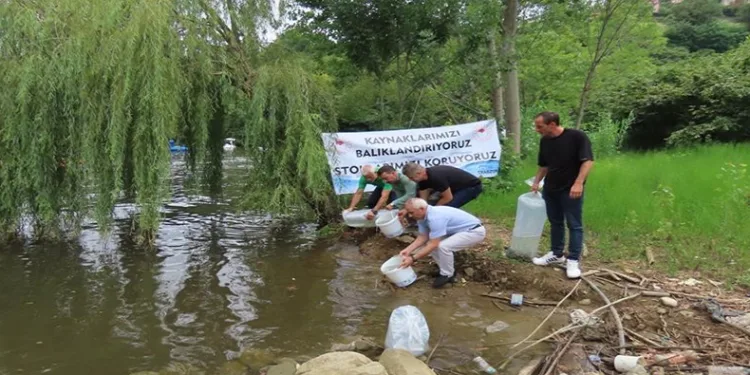 Amasya’da üretilen sazanlar Trabzon’da göllere bırakıldı