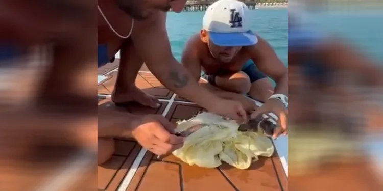 Çuvala dolanan caretta caretta yavrusu kurtarıldı