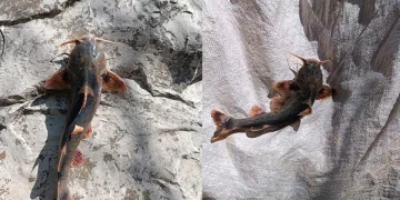 Zap Suyu’nda ‘İğneli Bodur Yayın Balığı’ yakalandı