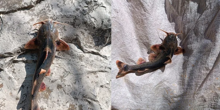 Zap Suyu’nda ‘İğneli Bodur Yayın Balığı’ yakalandı