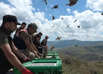 Karaçay Kanyonuna 200 kınalı keklik salındı