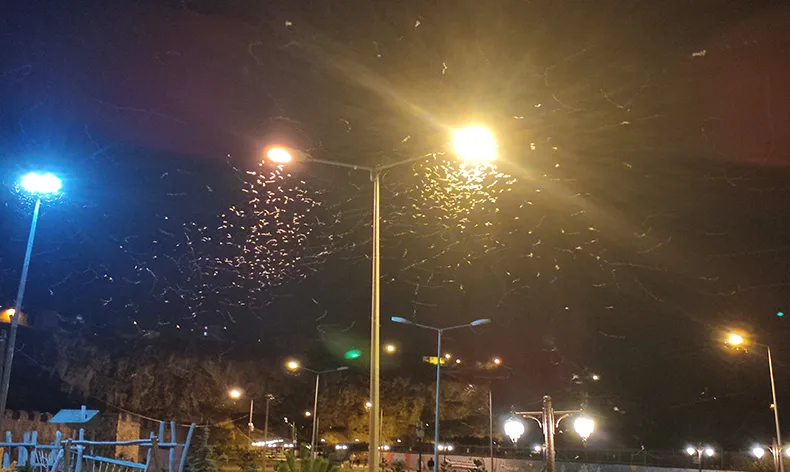 Ardahan’da kelebeklerin “ölüm dansı”