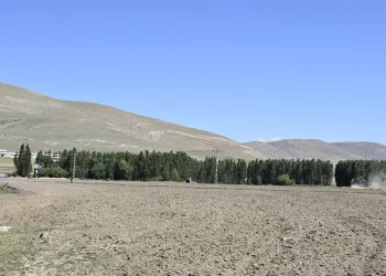 Doğu orman fakiri
