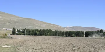 Doğu orman fakiri
