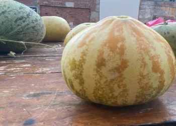 Elazığ’da susuz yetişen Kultik kavunu tezgahlarda