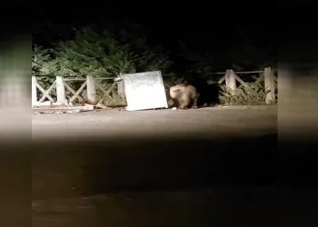 Uludağ’da yemek arayan ayı konteyneri devirdi