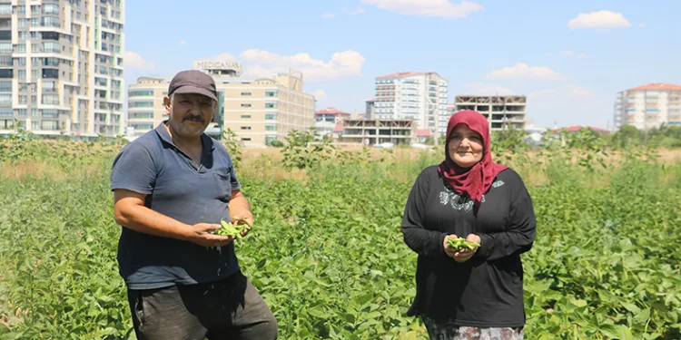 Apartmanlar arasında ata tohumunu yeşertiyor