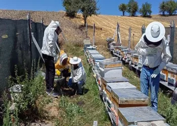Bilecik’te bal üretimi 88 tondan 221 tona çıktı