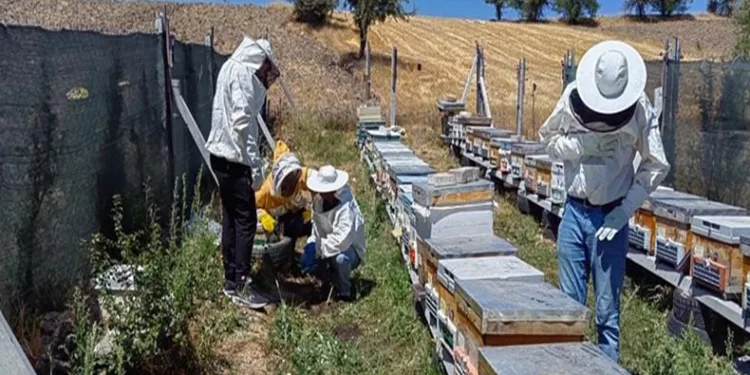 Bilecik’te bal üretimi 88 tondan 221 tona çıktı