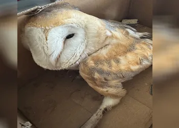 Silopi’de yaralı bulunan Peçeli baykuş tedavi altına alındı