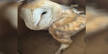 Silopi’de yaralı bulunan Peçeli baykuş tedavi altına alındı