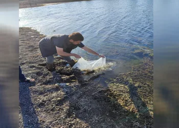 Muratlı’da göletlere 25 bin sazan yavrusu salındı