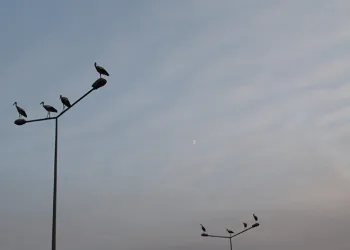Erzincan’da leyleklerin erken göçü